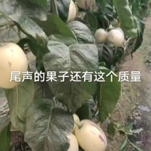 人参果上车价