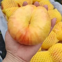 油蟠桃精品货，3两起步，上不封顶，大果