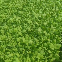 鸡毛菜蔬菜青菜通货，精品都可以保质保量现摘现发欢迎老板联系