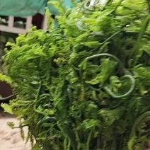 野生菊菜山野菊菜批发