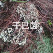 干巴菌