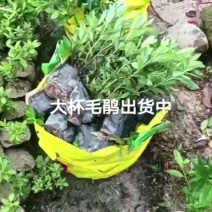 毛杜鹃
