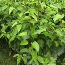 杨桃苗