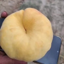 黄金蟠桃套袋