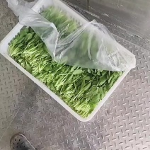 鸡毛菜新鲜鸡毛菜，大棚种植