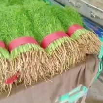 茴香新鲜带根茴香，粉红带捆扎
