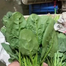 菠菜