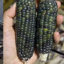 文玩玉米