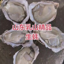 乳山生蚝流通精(按个头大小):1两4.5元/斤,1.