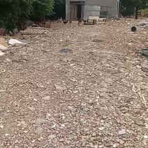 活鸡淮南草鸡