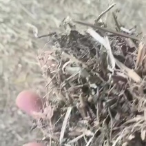 花生秧