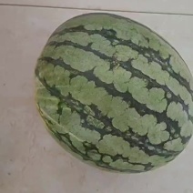 西瓜美都品种，单果六七斤以上，地里现摘，上车价