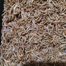 黄粉虫活虫，大小规格都有