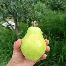梨青皮梨，葫芦形，果径60起步