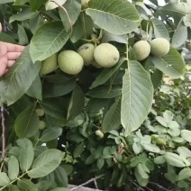 核桃规格40左右，七八个一斤