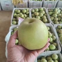 翠冠梨三两半起步