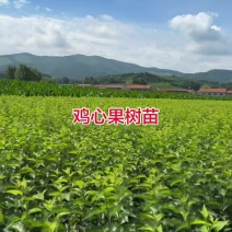 海棠苗