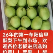 酥梨4到8两
