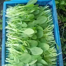 鸡毛菜