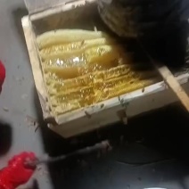 土蜂蜜60斤/塑料壶