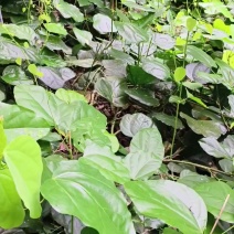 辣木苗
