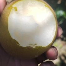 圆黄梨四两起步