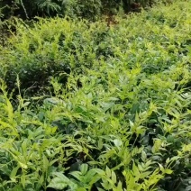 藤茶龙须芽尖
