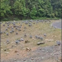 珍珠鸡