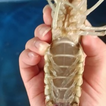 龙虾789钱小虾30-40元/斤;1-1.5两中虾40