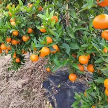 正宗东方红柑橘产地现摘直发薄皮爆汁当季新鲜蜜橘水