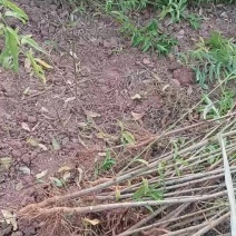 桃树苗