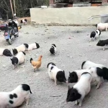巴马香猪80斤至100斤/头