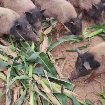 香猪整头卖