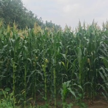 甜糯玉米每个六两以上