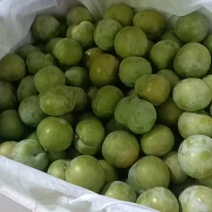 蜂糖李4.5cm起步