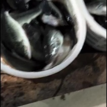 鲈鱼0.9-1.3斤/条