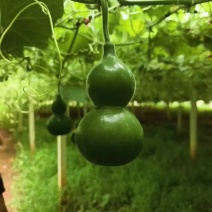 工艺品葫芦8公分以上