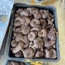 虎掌菌通货