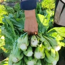 芥菜大叶芥菜、小叶芥菜都有