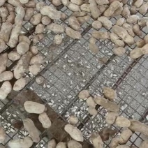 花生有过筛有不过筛的
