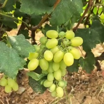 维多利亚葡萄一箱26-28斤，客户自备箱或配托盘