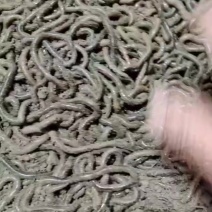蚯蚓通货