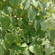 苎麻株高1.5米以上，粗壮，长短麻成品可分开