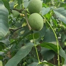 青皮核桃70斤/袋