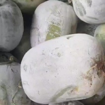 黑皮冬瓜