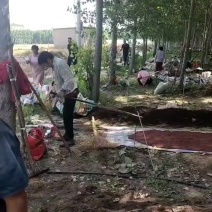 蚯蚓中大号
