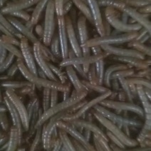 黄粉虫量大10元/斤，量少12-15元/斤