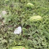 西瓜单果12斤左右