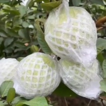 脆番石榴5-6两/个,7-8两/个