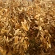 板栗树苗嫁接成苗泰山大红板栗成苗厂家直销板栗成苗